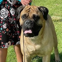 Zeppelin - Bullmastiff