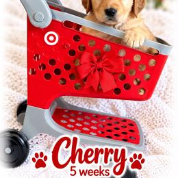 Red Cherry - Dark golden female Golden Retriever puppy in Apple Valley, California from Frankly Golden