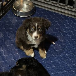 Boy 1 - Red tri male Toy Australian Shepherd puppy in Norwood, Massachusetts from Loyal Litters Toy Australian Shepherds