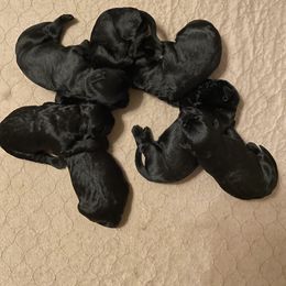 Giant Schnauzer Puppies from Mandy’s Giant Schnauzers