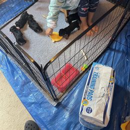 Rottweiler and Yorkshire Terrier Puppies from Superior Family Kennels