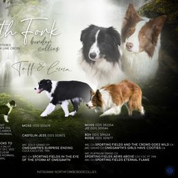 Border Collie puppies from North Fork Border Collies
