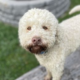 Rue - Lagotto Romagnolo