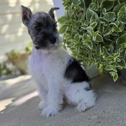 Miniature Schnauzer puppies from Sassy's Classy Canines