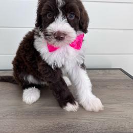 Bodhi - Brown and white male Bernedoodle puppy in Garrettsville, Ohio from Sunset Family Farm