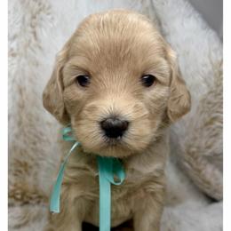 Cloudy - Cream female Australian Labradoodle puppy in Upland, California from Kings Labradoodles
