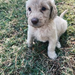 White collar - Goldendoodle puppy in Eustace, Texas from Oh Doodles