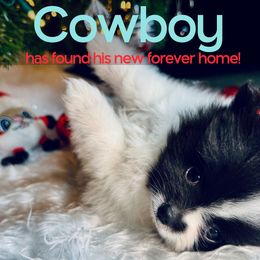 Cowboy - Pomeranian puppy from Somos Pomeranians | Selectively Bred Puppies
