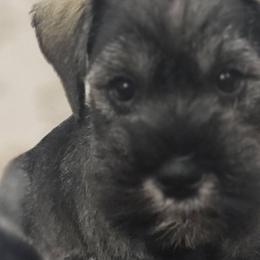 Miniature Schnauzers from Angela Kathleen Stout