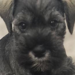 Miniature Schnauzers from Angela Kathleen Stout