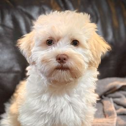 Shelby - White male Havanese puppy in Lancaster, South Carolina from 3 Bs Havanese-PUPPIES with  PURPOSE
