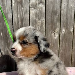 Green - Blue merle female Miniature American Shepherd puppy in Rochester, Massachusetts from Anchored Roots Miniature American Shepherds