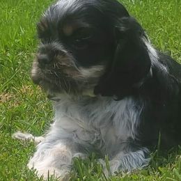 Cocker Spaniels and Shetland Sheepdogs from Ashlaur