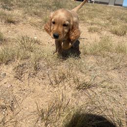 Bella - Golden female Golden Retriever puppy in Wellington, Colorado from High Country Golden Retrievers