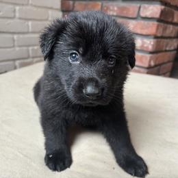 Red boy - Black male German Shepherd puppy in Wayne, Maine from Copper Hill German Shepherds