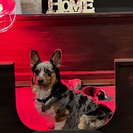 Raven - American Corgi