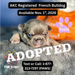Janet - Tricolors female French Bulldog puppy in Michigan from Fur Baby Farms