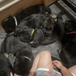 German Shepherd Puppies from McGarry German Shepherds