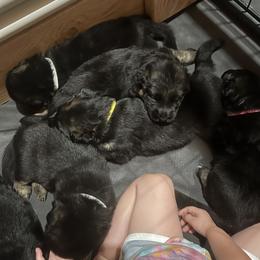 German Shepherd Puppies from McGarry German Shepherds