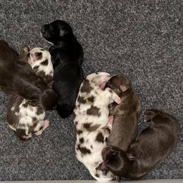 Miniature Australian Shepherd puppies from Flying H Toy and Mini Aussies