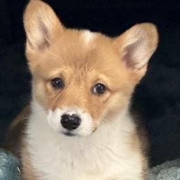 Tan Girl - Fawn female Pembroke Welsh Corgi puppy in Bay Area, California from MJ's Corgis