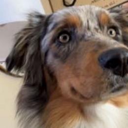 Journey - Australian Shepherd