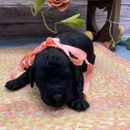 Fleur - Black female Goldendoodle puppy in Lisbon, Ohio from Willow Lane Doodles