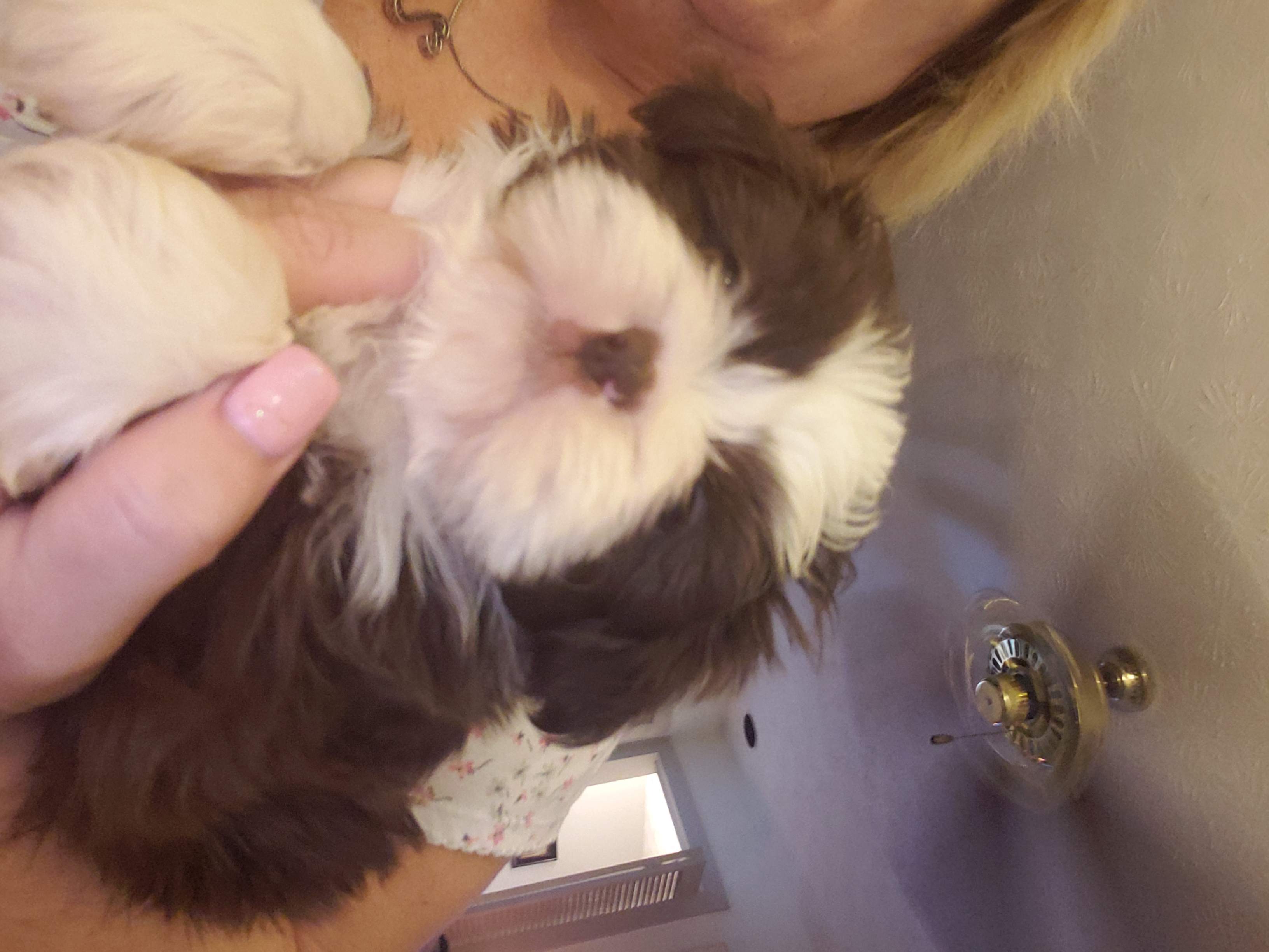 Goldendoodle and Shih Tzu Puppies from Angel Companions Farm