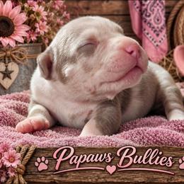 Vicki - Brown female American Bully puppy in El Paso, Texas from PaPaws Gotta Love It Kennels