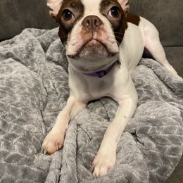 Coco - Boston Terrier