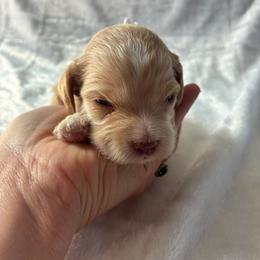 Elizabeth - Buff female Cockapoo puppy in Adrian, Oregon from ApplebyFarm