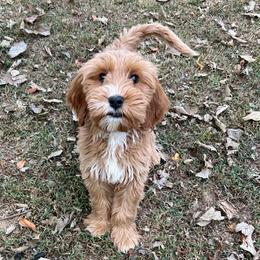 Yellow Girl - Red  female Goldendoodle puppy in Richmond, Kentucky from The Doting Doodle