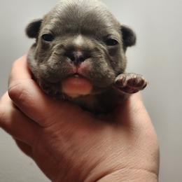 French Bulldog Puppies from Honey Hole Frenchies