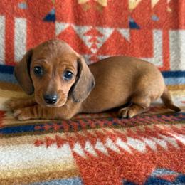 Jeremy's Girl - Red female Dachshund puppy in Okeechobee, Florida from HotShot Kennels