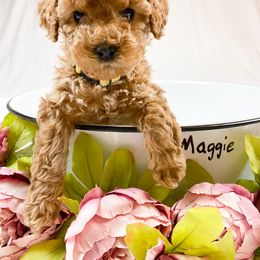 Goldendoodle Puppies from Mumzee Doodles