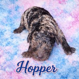 Hopper - Merle male Cockapoo puppy in Connersville, Indiana from MoonShine Babies
