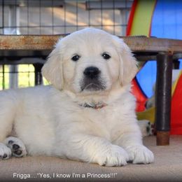Golden Retriever Puppies from Dewbury Dream Goldens