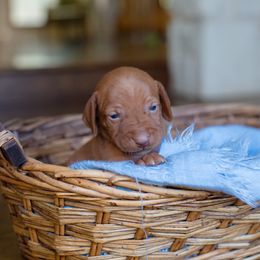 Vizsla Puppies from Wilkes Family Vizslas