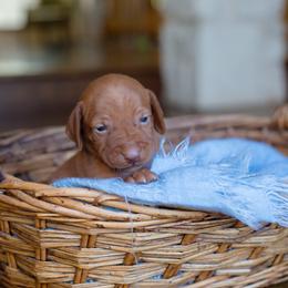 Vizsla Puppies from Wilkes Family Vizslas