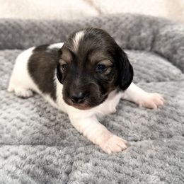 Luca CKC Reg - Cream male Dachshund puppy in Palestine, Texas from Oak tree Dachshunds