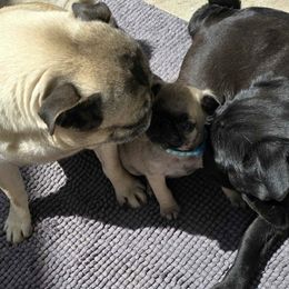 Pugs from Pugs to love