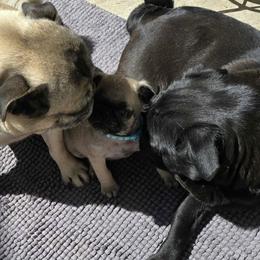 Pugs from Pugs to love