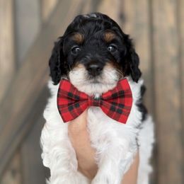 Light blue collar - Black and white male Sheepadoodle puppy in Hudson, Florida from Tampa Sheepadoodles