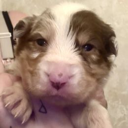 Damien - Red merle male Australian Shepherd puppy in Auburndale, Florida from Amber's Aussies and Huskies