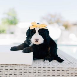 Sunny - Tri-color female Bernedoodle puppy in Murray, Utah from Sun Valley Doodles
