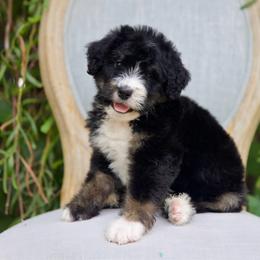Madeline (Yellow) - Tri-color female Bernedoodle puppy in Queen Creek, Arizona from Dulcito Doodles
