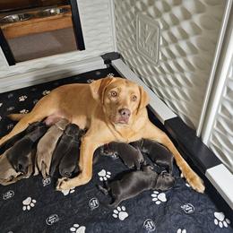 Girl 1 - Charcoal female Dilute Retriever puppy in Swanton, Ohio from SilverWater Labs