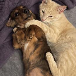 Cookie - Dachshund