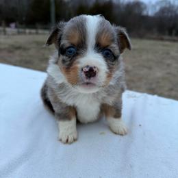 Blue merle lighter - Blue merle female Miniature Australian Shepherd puppy in Graham, North Carolina from Thompson Farm Mini Aussies