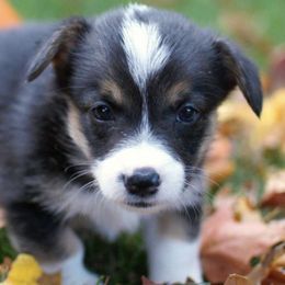 Pembroke Welsh Corgis from Abby corgis